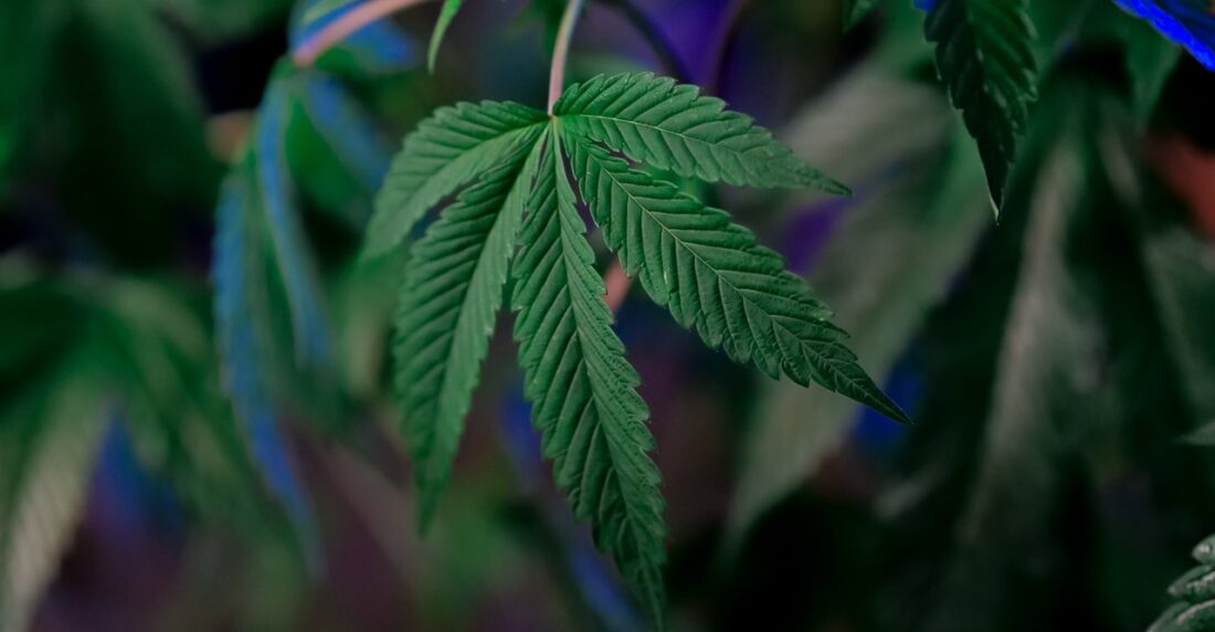 marihuana