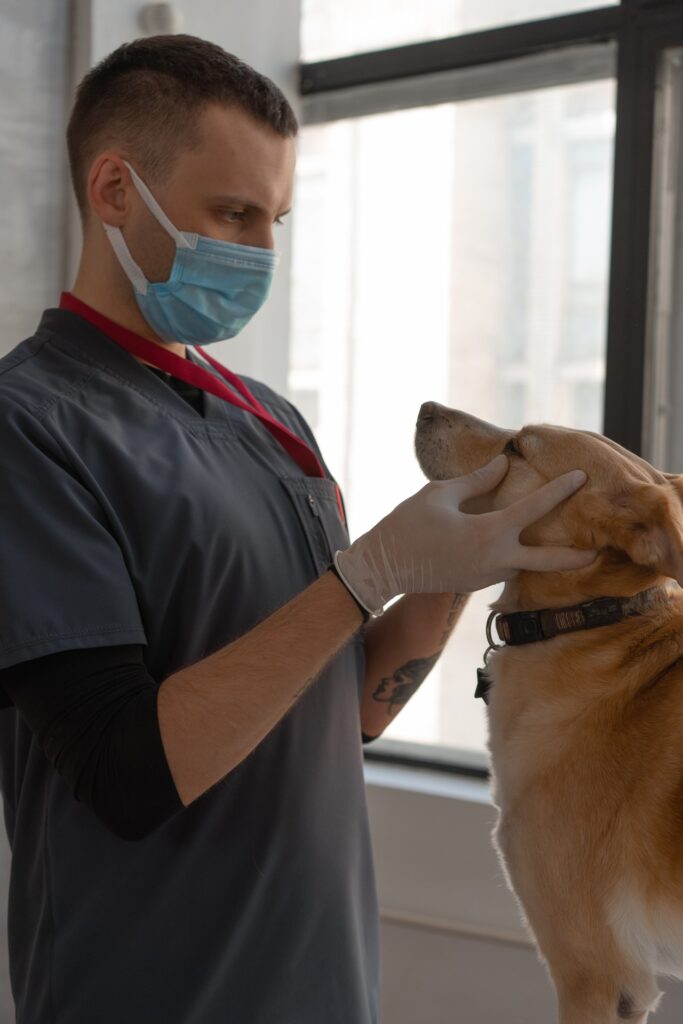 médico veterinario