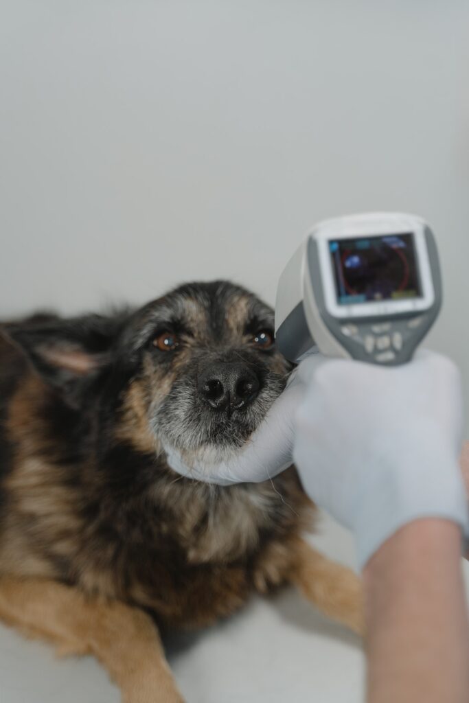 veterinario