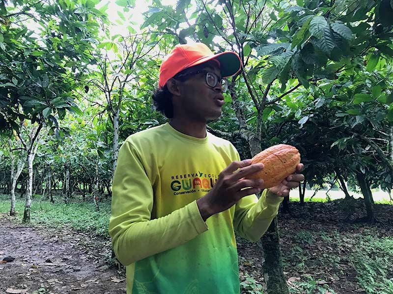 yaracuy cacao