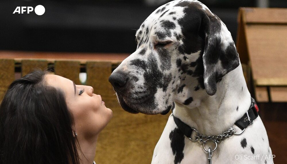 Perros llorones de emoción