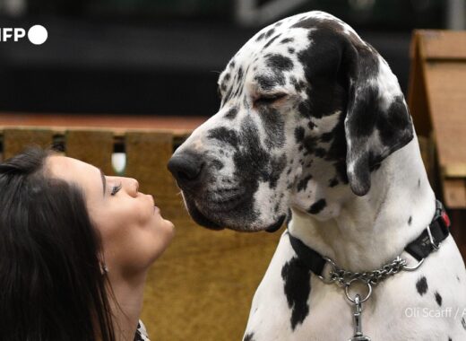 Perros llorones de emoción