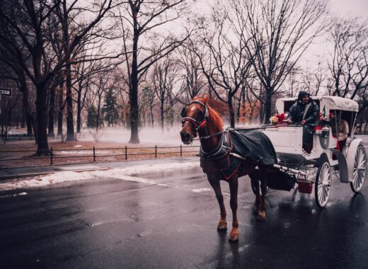 carruajes tirados por caballos en nueva york