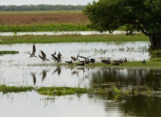 Aves en Hato el Cedral Foto Ariana Artega