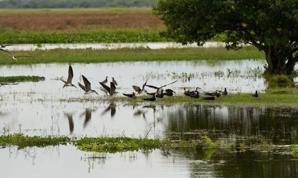 Aves en Hato el Cedral Foto Ariana Artega