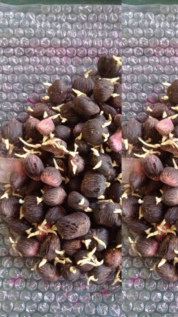 semilla venezolana de palma Catatumbo