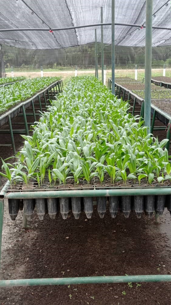 semilla venezolana de palma Catatumbo