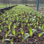 semilla venezolana de palma Catatumbo