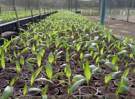 semilla venezolana de palma Catatumbo