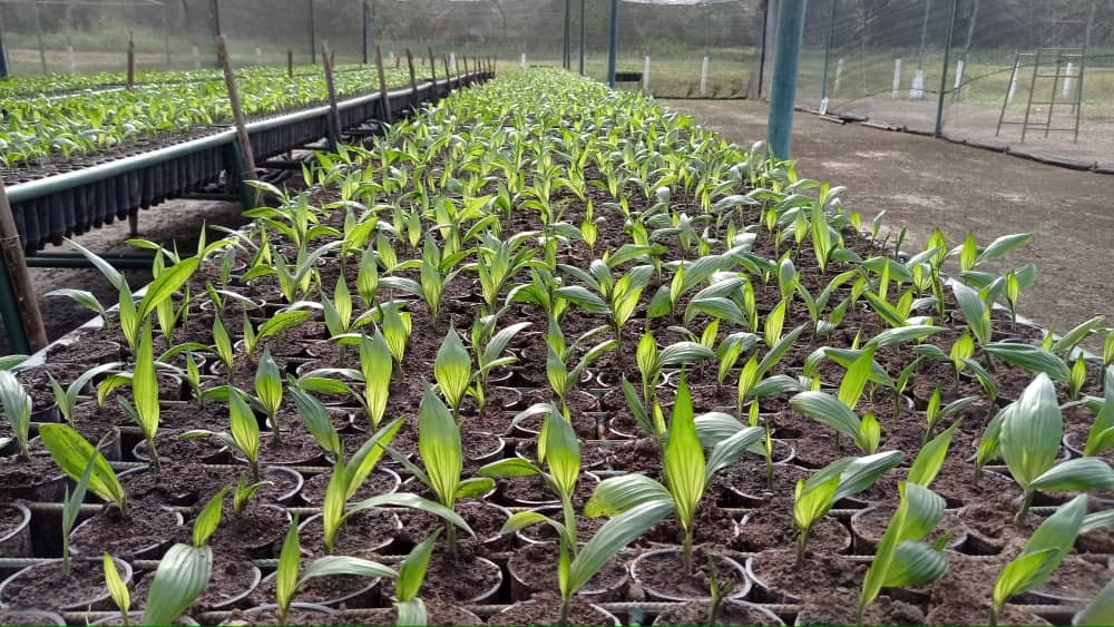semilla venezolana de palma Catatumbo