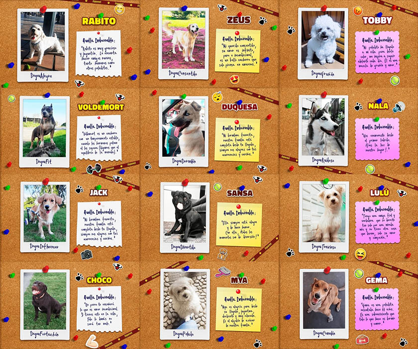 Dogourmet