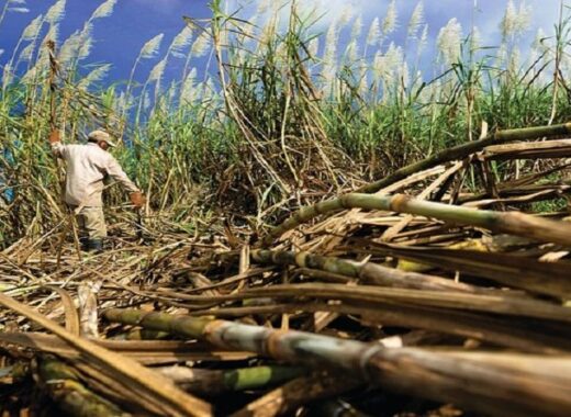 abastecimiento de azúcar