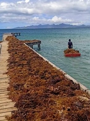 Algas en Margarita