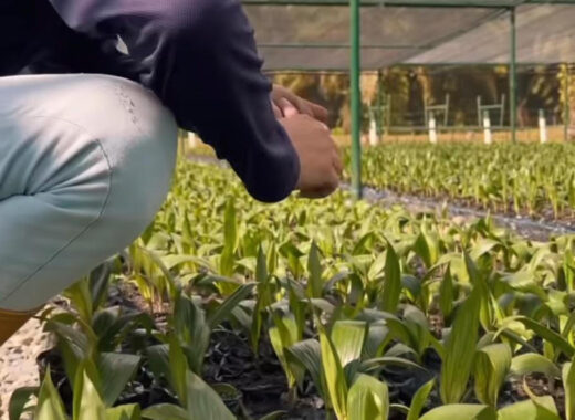 Grupo venezolano San Simón