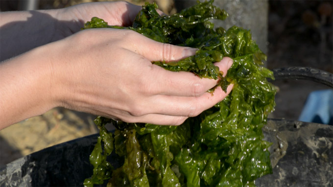 Algas cultivadas