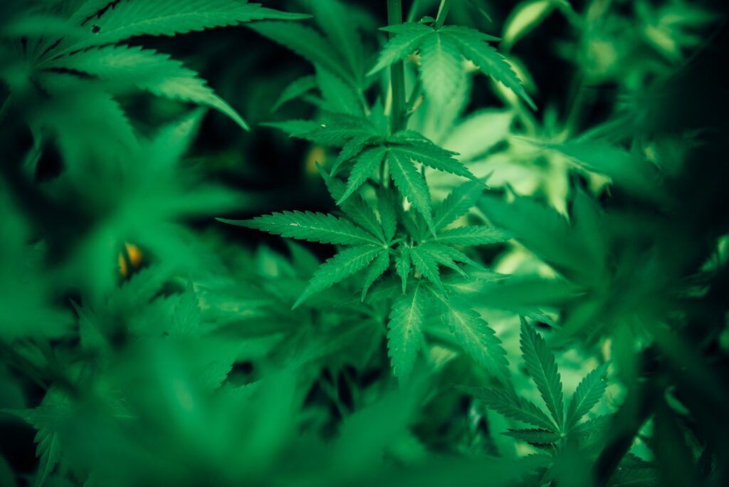 cannabis 