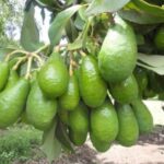 aguacates de Yaracuy