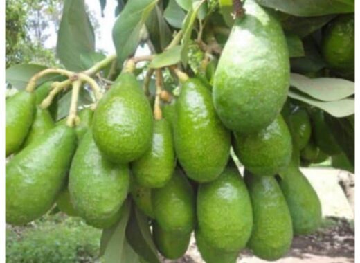aguacates de Yaracuy