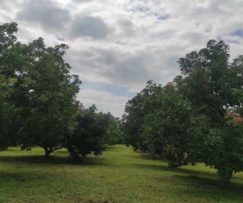 aguacates de Yaracuy