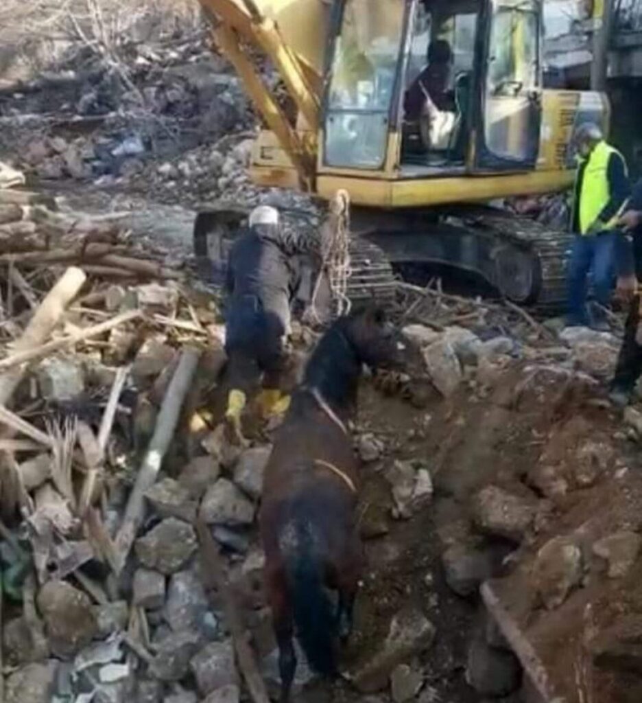 caballo turquía