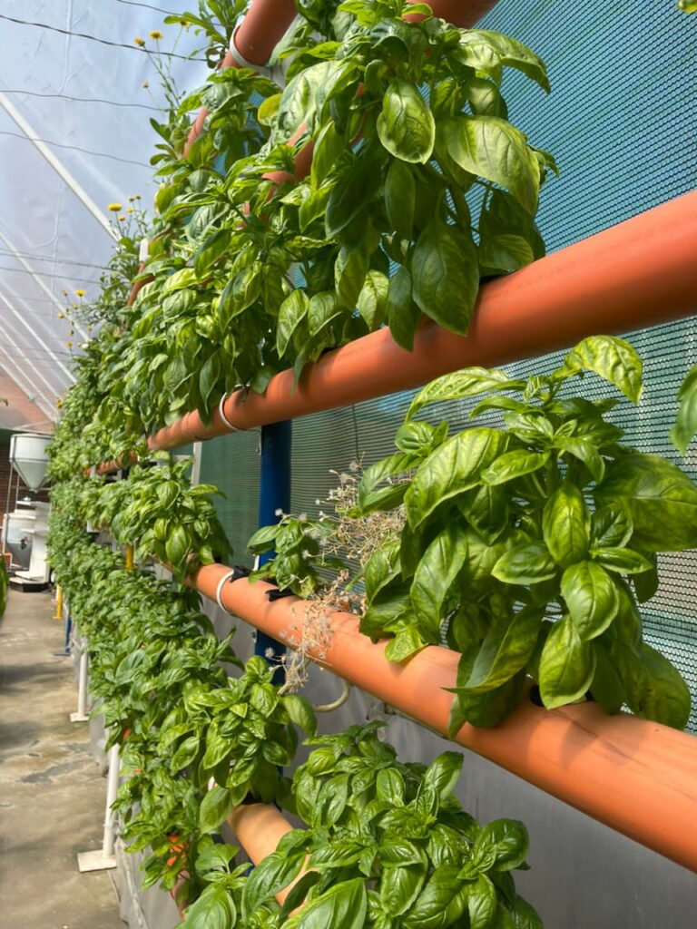  techo verde concreto