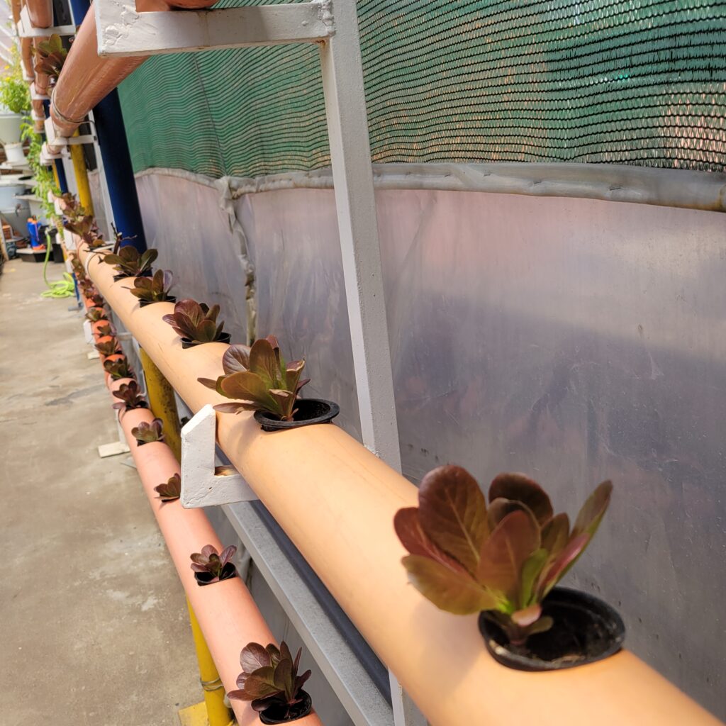 techo verde concreto