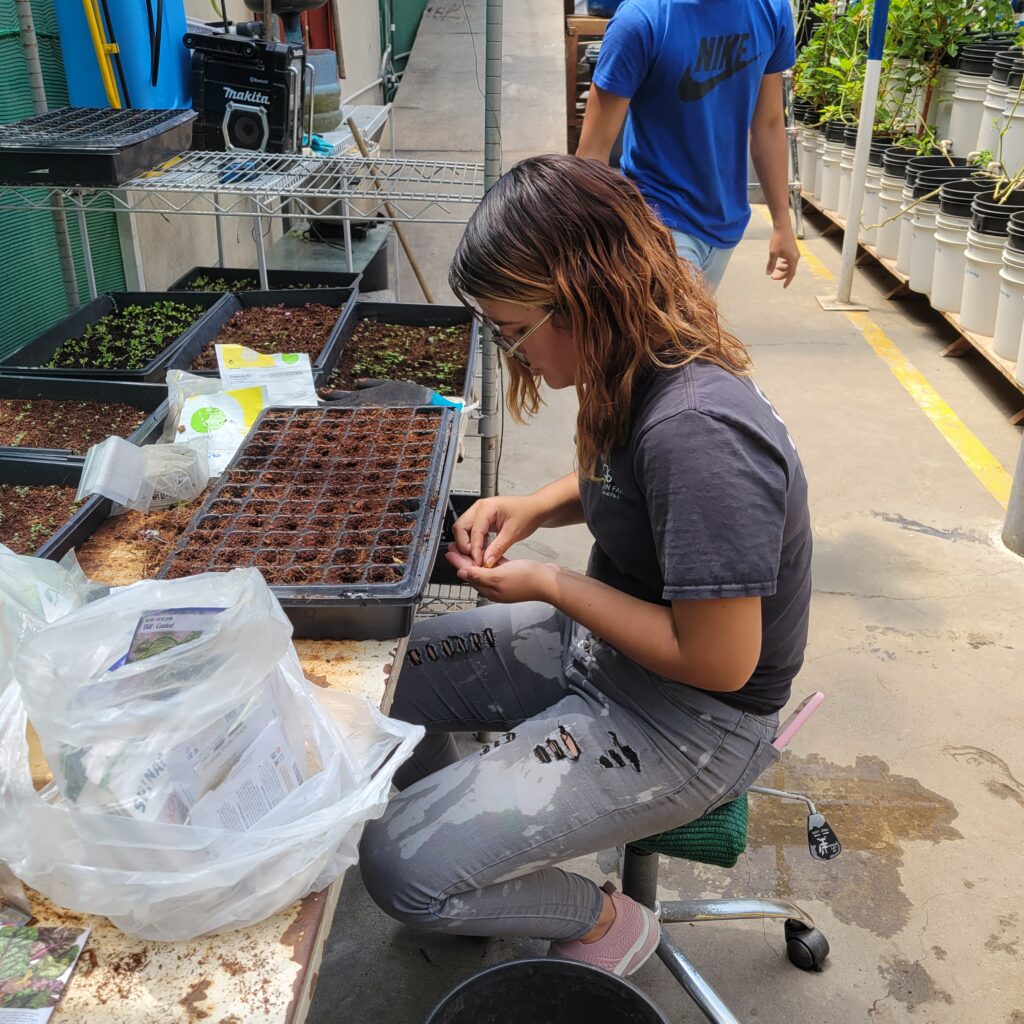 Verde en medio del concreto en Chacao