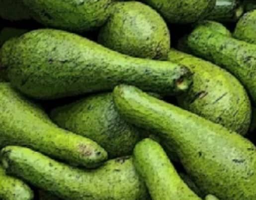 variedades de aguacates
