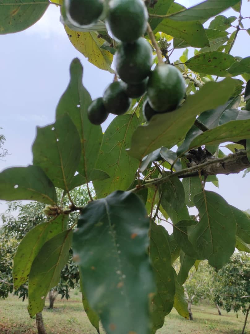 varieedades de aguacates