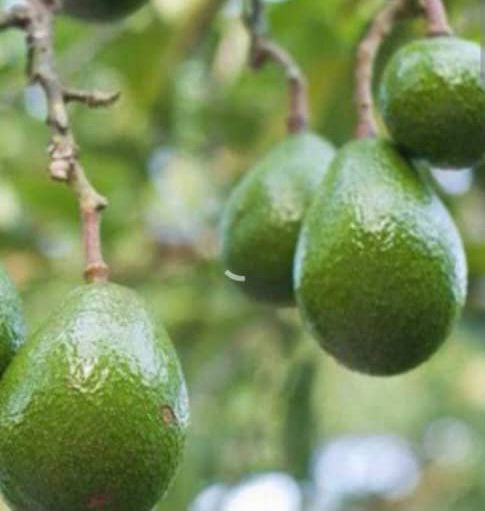 variedades de aguacates venezolanos