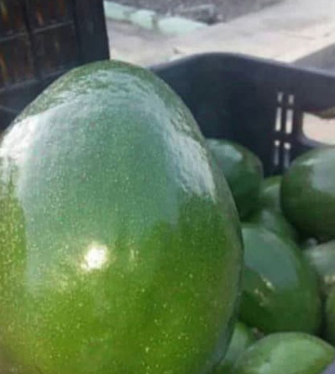 variedades de aguacates  venezolanos
