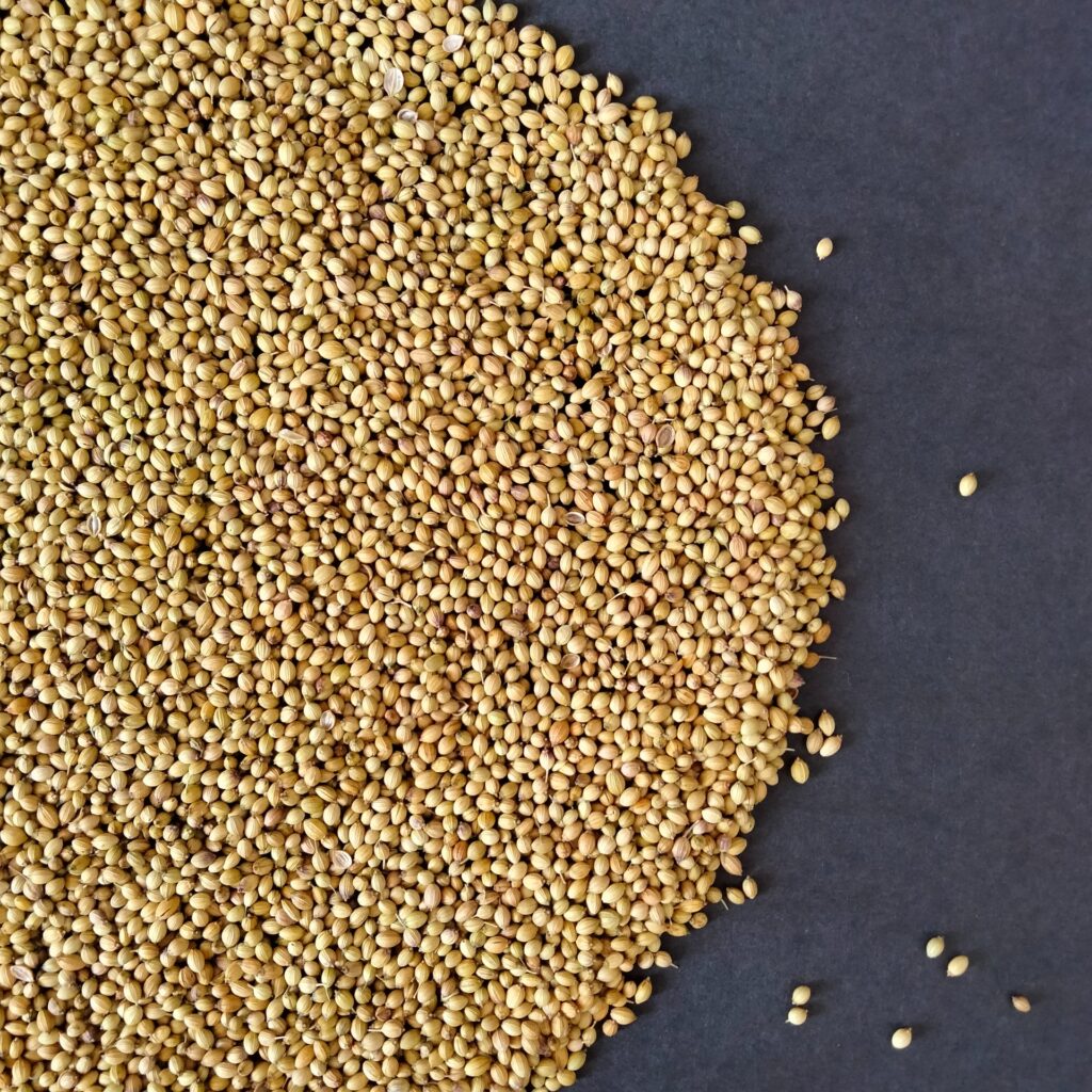 cilantro vs. perejil