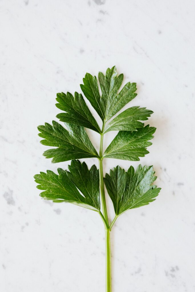 cilantro vs. perejil