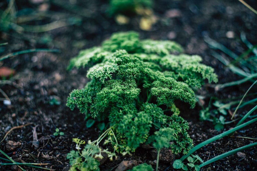 cilantro vs. perejil