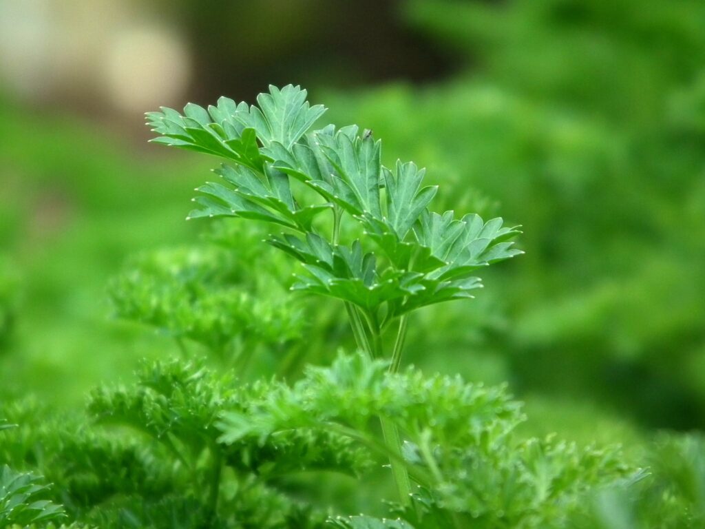 cilantro vs. perejil