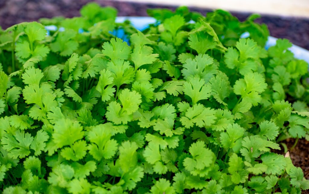 cilantro vs. perejil