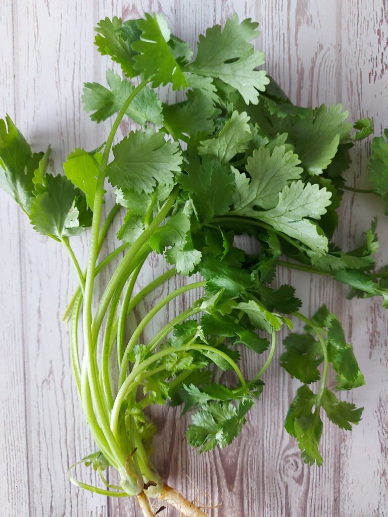 cilantro vs. perejil