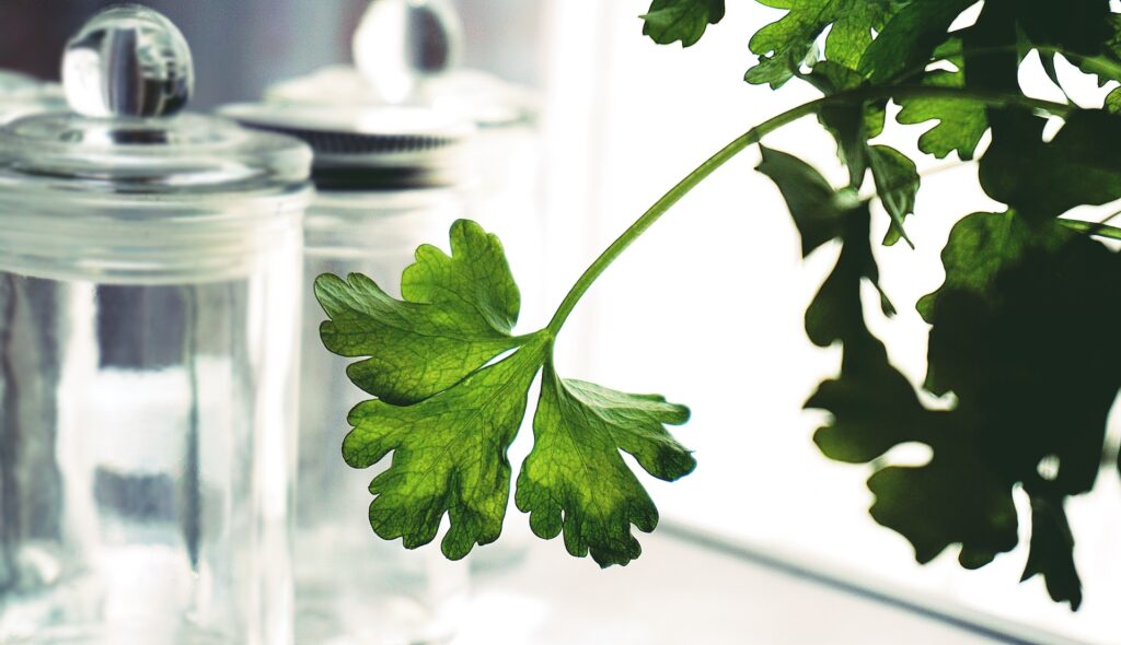 cilantro vs. perejil