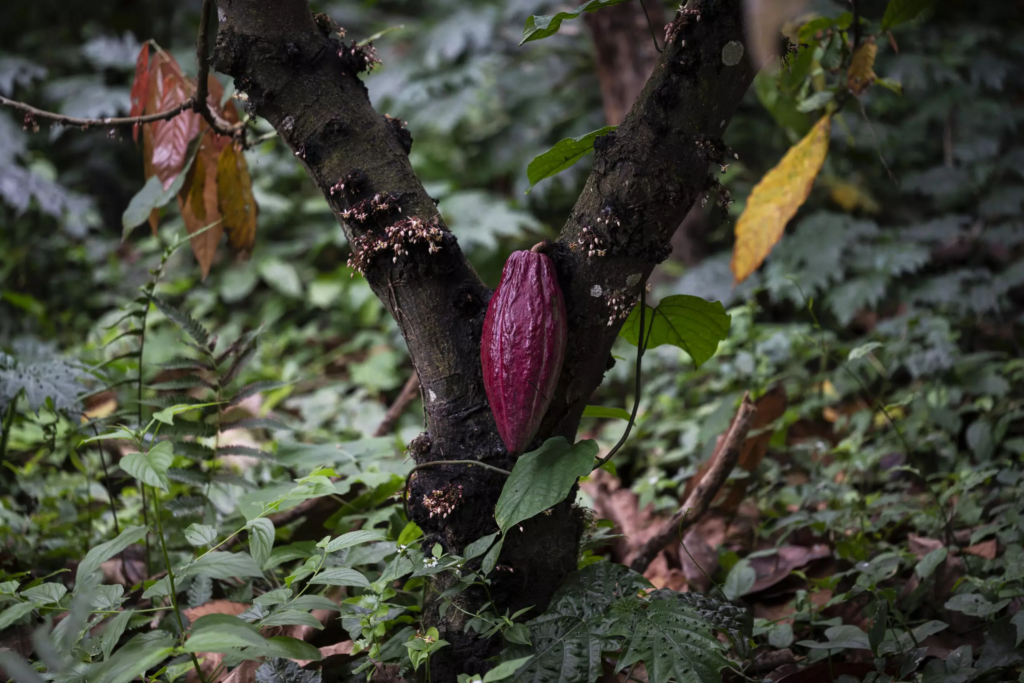 cacao chuao