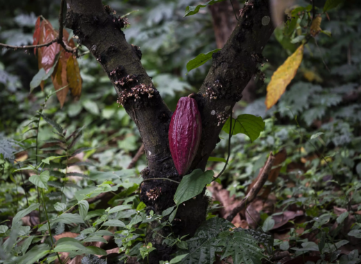 cacao chuao coloquios