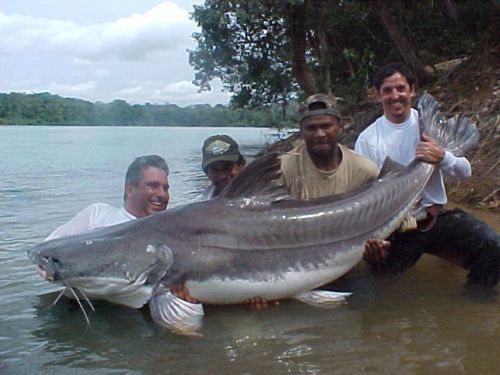 orinoco