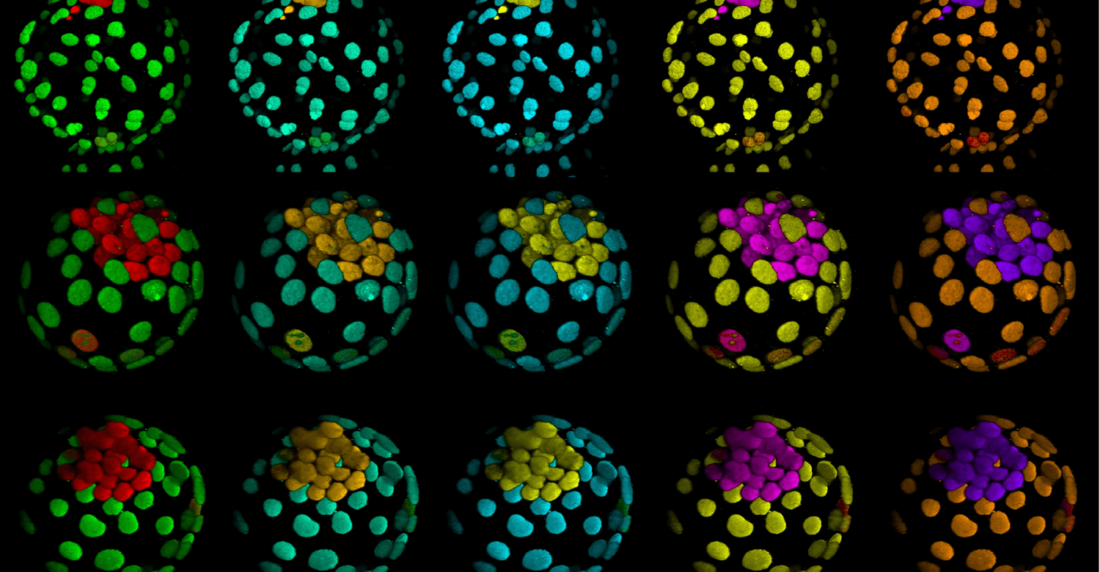 Generan embriones humanos sin óvulos ni espermatozoides