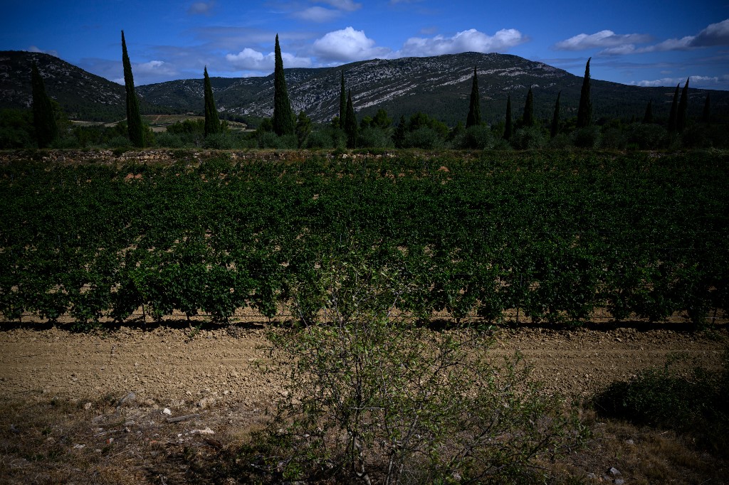 viticultores