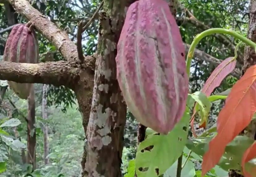 escoba de bruja