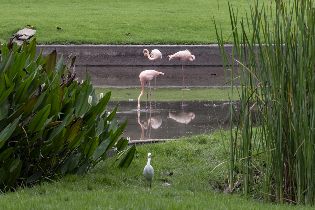 flamencos