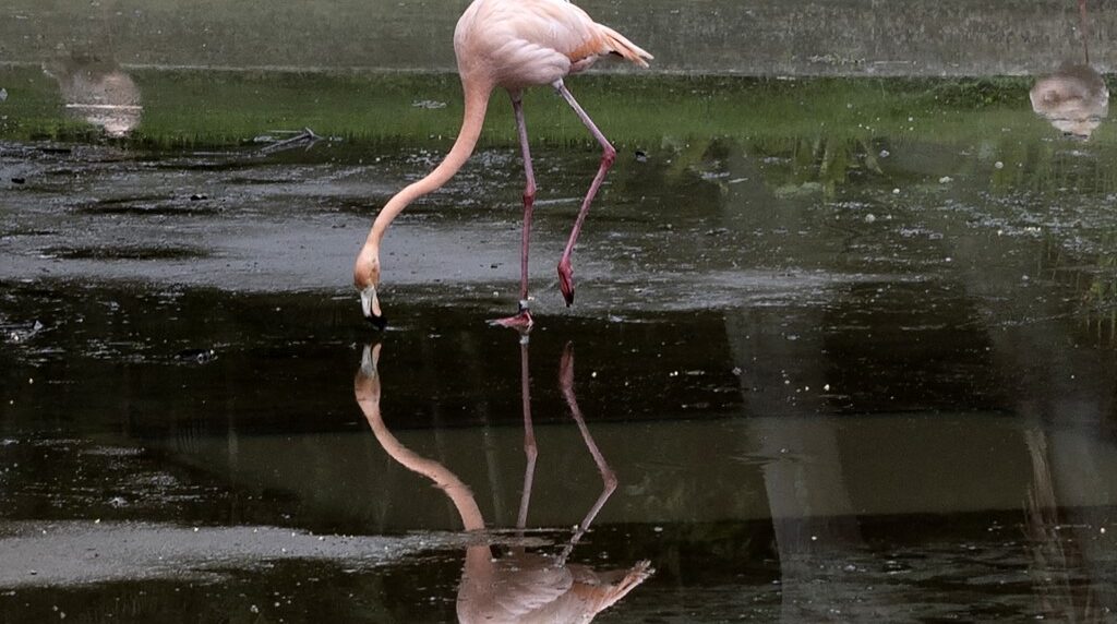 flamencos