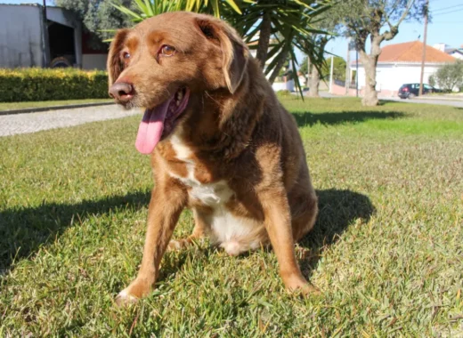 Bobbi el pèrro más viejo Foto Reuters