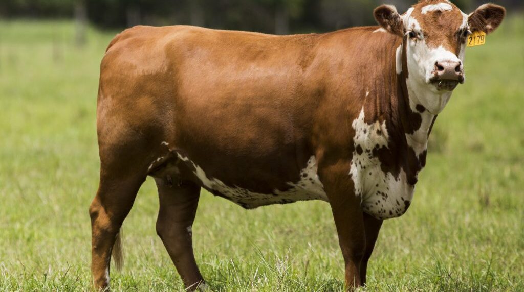 Carne de ganadoi sube de precio en EEUU