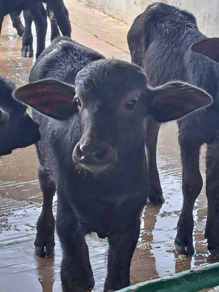 criadores de búfalos