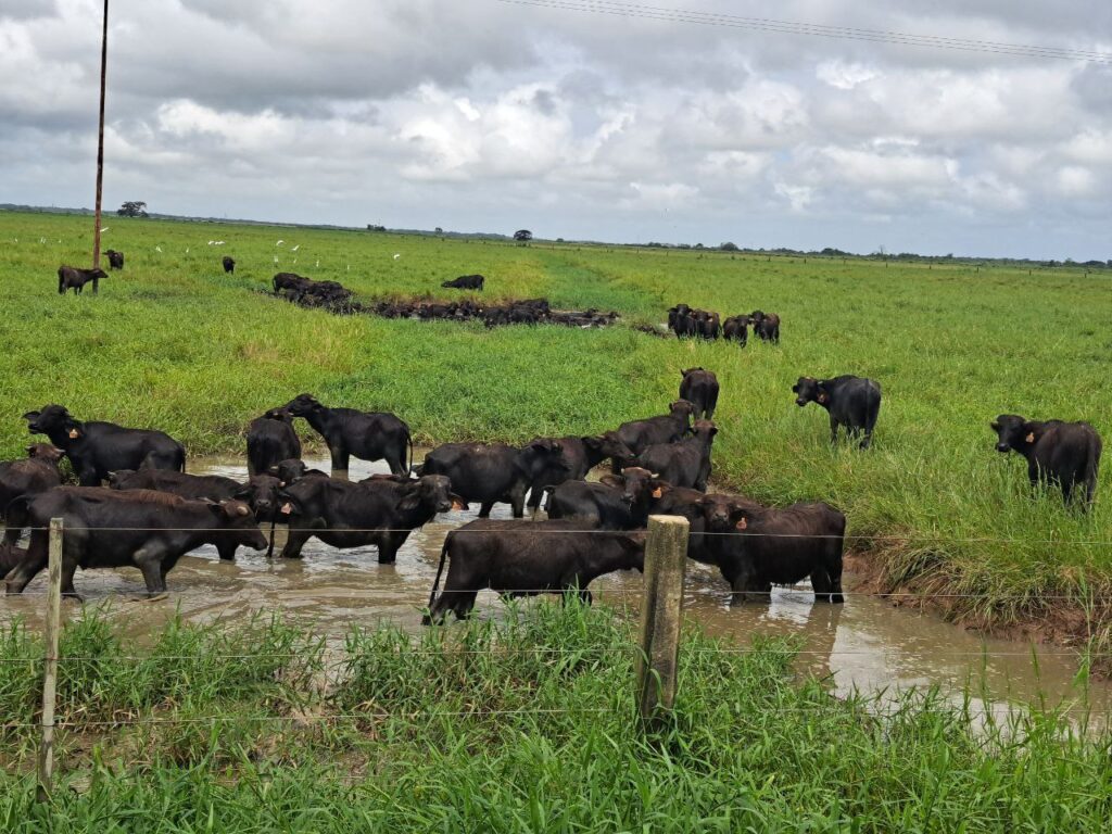 criadores de búfalos